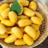 تعرف على فوائد البلح الأصفر…