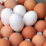 فوائد صحية لتناول البيض يوميا.. أبرزها تقوية الذاكرة