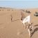 قوات العمالقة الجنوبية تنفذ مسيرًا عسكريًّا جديدًا لتعزيز الجاهزية القتالية