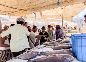 هيئة المصائد السمكية في صيرة تضبط كمية من الأسماك المتعفنة وتتلفها