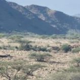 القوات المسلحة الجنوبية تحبط هجوم إرهابي بوادي عومران أبين