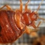 انتشار البق القاتل في اسبانيا