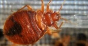 انتشار البق القاتل في اسبانيا