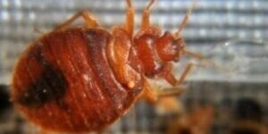 انتشار البق القاتل في اسبانيا