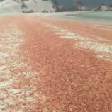 مركز دراسات يحذر من مخاطر بيئية بعد نفوق جماعي للربيان في سواحل سقطرى