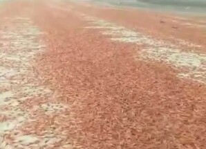 مركز دراسات يحذر من مخاطر بيئية بعد نفوق جماعي للربيان في سواحل سقطرى