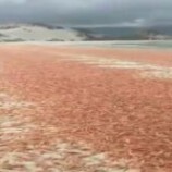 تحذيرات بيئية بعد نفوق واسع للربيان في سواحل أرخبيل سقطرى