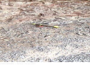 لحج.. الأجهزة الأمنية بالمسيمير تعثر على عبوة ناسفة قرب الخط العام بمنطقة السراحنة