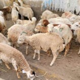 عيدٌ بلا أضاحي.. من يذبح فرحة الجنوبيين قبل أن تُذبح الأضاحي؟!