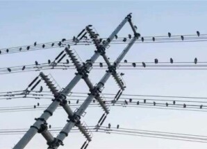 وزارة الكهرباء تحذر من استهداف الطيور على خطوط الضغط العالي